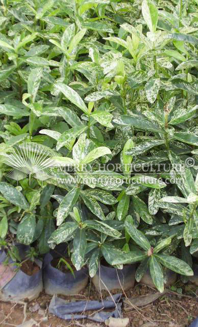 Ixora variegated leaf